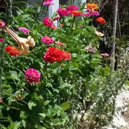 Il Cardo * קולפיוריטו